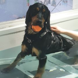 dog hydrotherapy